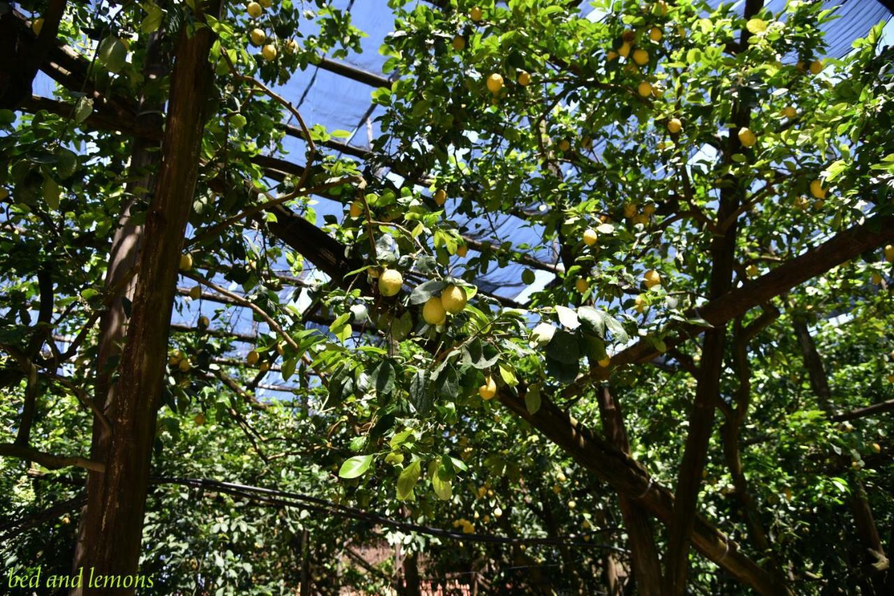 Bed and Breakfast Bed And Lemons Piano di Sorrento Exterior foto